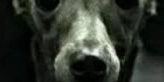 Imagem do grupo de WhatsApp Vasco from gama