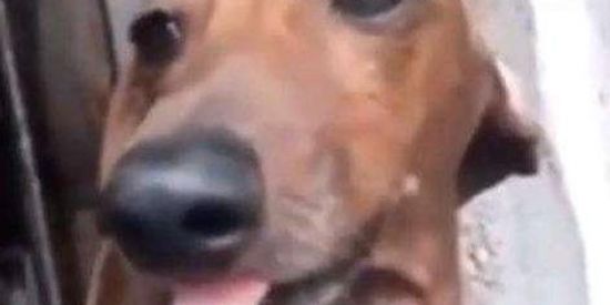 Imagem do grupo de WhatsApp 🌷LOS HERMANOS 🌷