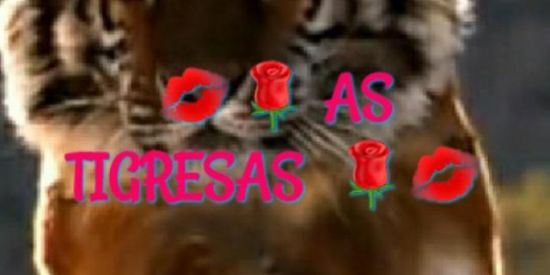 Imagem do grupo de WhatsApp as Tigresas
