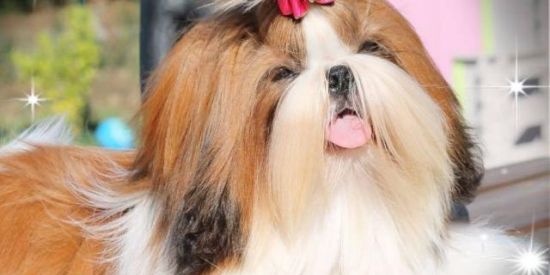 Imagem do grupo de WhatsApp Tudo sobre Shitzu