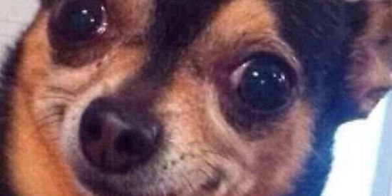 Imagem do grupo de WhatsApp PODE TUDO 🤪