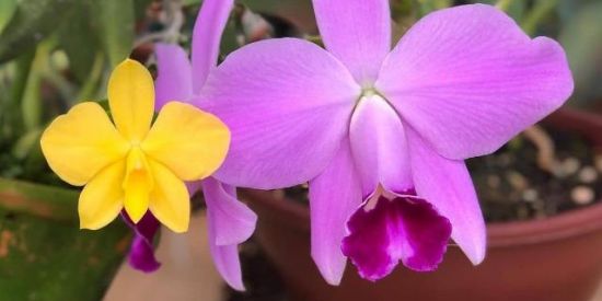 Imagem do grupo de WhatsApp Cultivo de orquídeas🌱🌸