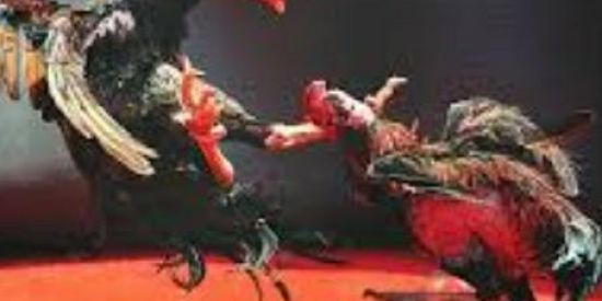 Imagem do grupo de WhatsApp Galistas do brasil