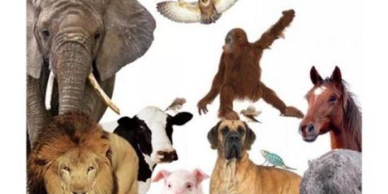 Imagem do grupo de WhatsApp Chamaaa que veem iphone 📱