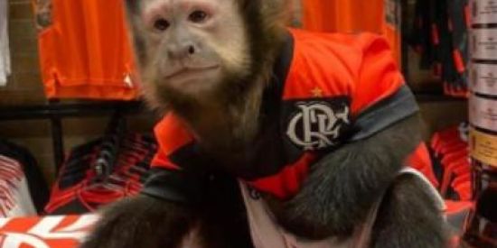 Imagem do grupo de WhatsApp Monkey City kk