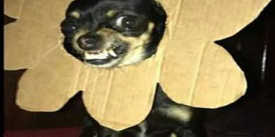 Imagem do grupo de WhatsApp Amizade ou Namoro