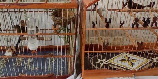 Imagem do grupo de WhatsApp RIFA VEZEIRO BAIANO 🐧💞🐦🏃