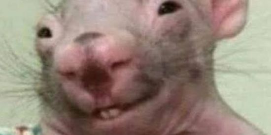 Imagem do grupo de WhatsApp Zuera sem limite