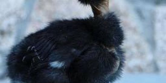 Imagem do grupo de WhatsApp Amizade de Pinto