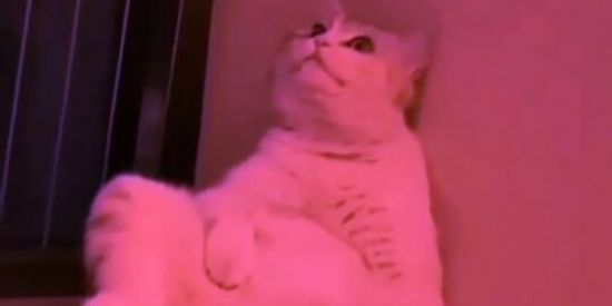 Imagem do grupo de WhatsApp Amizades Da Web - 2.0