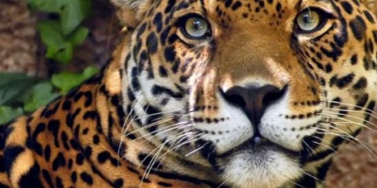 Imagem do grupo de WhatsApp Amigos da Onça