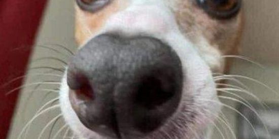 Imagem do grupo de WhatsApp SHITPOSTING & FIGURINHAS🫃