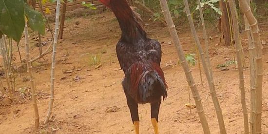 Imagem do grupo de WhatsApp Índios Parauapebas 🫱🏻‍🫲🏾