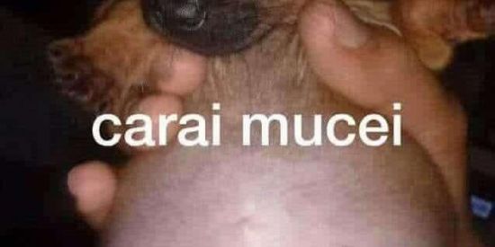 Imagem do grupo de WhatsApp 🏴‍☠️🇦🇱𝙘𝙖𝙨𝙖 𝙙𝙤 𝙨𝙝𝙞𝙩𝙥𝙤𝙨𝙩🇦🇱🏴‍☠️