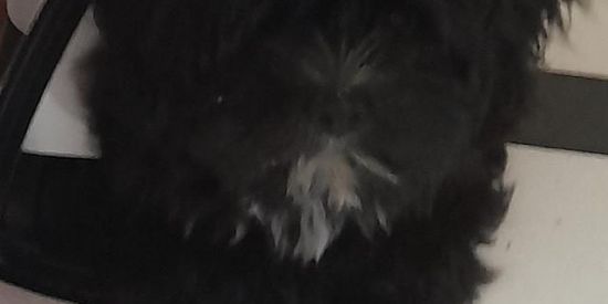 Imagem do grupo de WhatsApp 🐕SHIHTZU E OUTRAS RAÇAS 🐕‍🦺