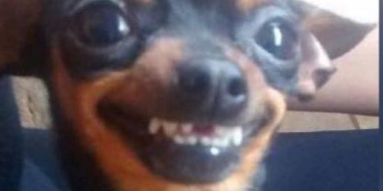 Imagem do grupo de WhatsApp GRUPINHO DA ZUERA