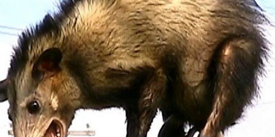 Imagem do grupo de WhatsApp Amizades 😼