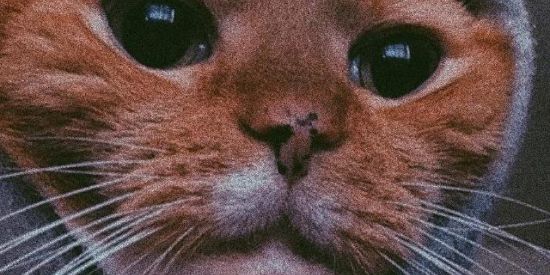 Imagem do grupo de WhatsApp 𝗪𝗘𝗕 𝗡𝗔𝗠𝗢𝗥𝗢 𝗘 𝗔𝗠𝗜𝗭𝗔𝗗𝗘