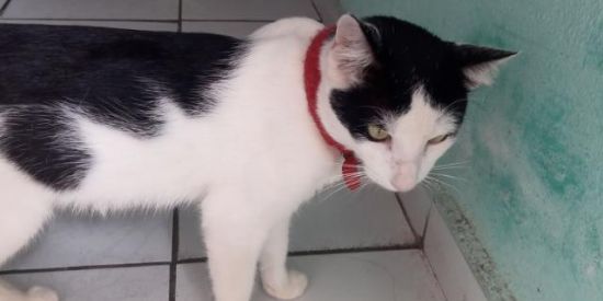 Imagem do grupo de WhatsApp Ajudem Zeus