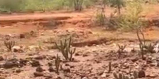 Imagem do grupo de WhatsApp 🐓🐕‍🦺Fazenda Altos🐄🐎