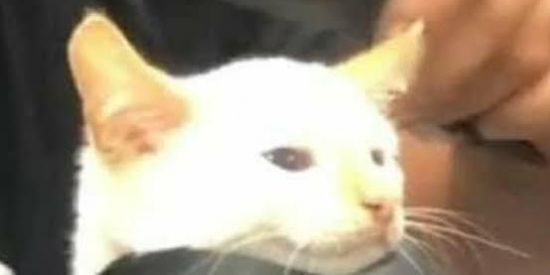 Imagem do grupo de WhatsApp Grupo de figurinhas memes