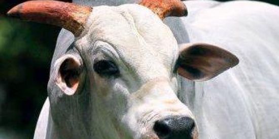 Imagem do grupo de WhatsApp Oh Grupo!! ✌🏻😎