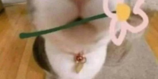 Imagem do grupo de WhatsApp 𝘈𝘔𝘐𝘡𝘈𝘋𝘌𝘚 𝘐𝘕𝘍𝘐𝘕𝘐𝘛𝘈𝘚💫