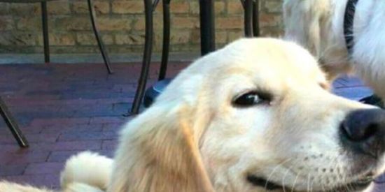 Imagem do grupo de WhatsApp Figurinhas/Memes 🤡