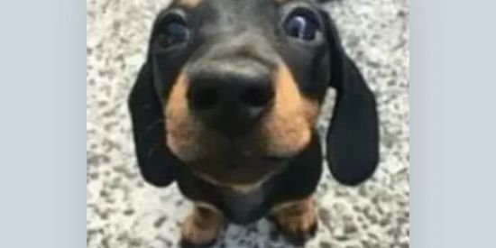 Imagem do grupo de WhatsApp ❤🤡Web familia de zoação 🤡❤️