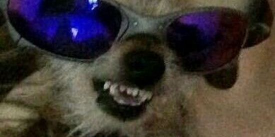 Imagem do grupo de WhatsApp 🇧🇷ᗰᗴᒪᕼOᖇᗴՏ ՏᕼIT ᑭOՏTᗴᖇ ᗷᖇ🇮🇱