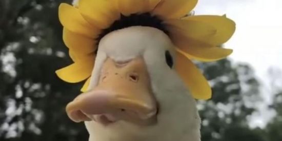 Imagem do grupo de WhatsApp Grupinho•°🌈