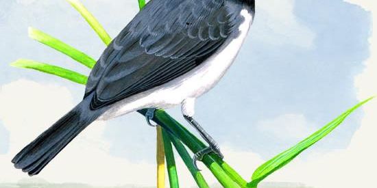 Imagem do grupo de WhatsApp Passarinhos & Animais 🦜🦮🐟