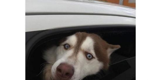 Imagem do grupo de WhatsApp Vendas de motos leilão e armas no DDD19