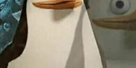 Imagem do grupo de WhatsApp 🐧Os pinguins 🐧