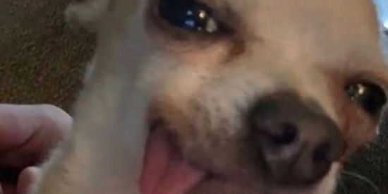 Imagem do grupo de WhatsApp 🇧🇷MELHORES SHITPOST BR🇧🇷..