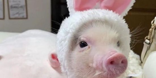 Imagem do grupo de WhatsApp 🌴🌹Disneylândia🌴🌹