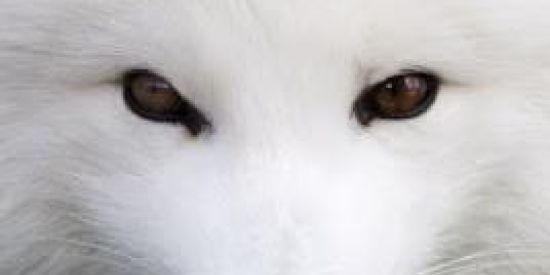 Imagem do grupo de WhatsApp +SEGUIDORES NO INSTA