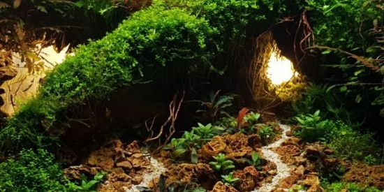 Imagem do grupo de WhatsApp Aquarismo plantado