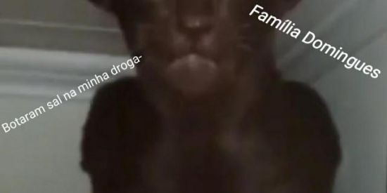 Imagem do grupo de WhatsApp 𝙼𝙴𝙼𝙴𝚂 𝙶𝚂 𝟸.𝟶