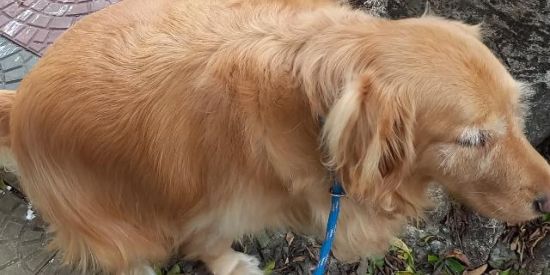 Imagem do grupo de WhatsApp Bonde Internacional