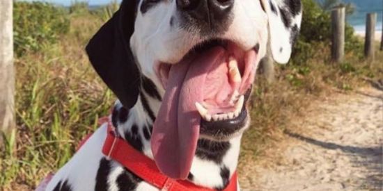 Imagem do grupo de WhatsApp Dalmatas Df