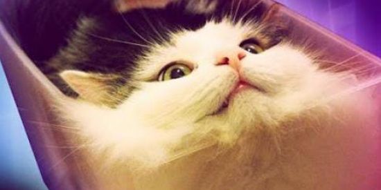 Imagem do grupo de WhatsApp Gatos aleatório