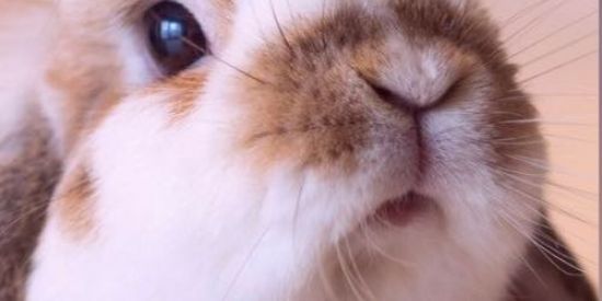 Imagem do grupo de WhatsApp Mundo dos Coelhos 💕