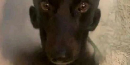 Imagem do grupo de WhatsApp Grupo da locura