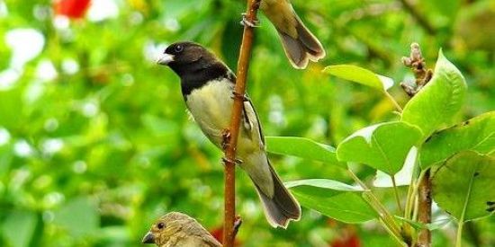 Imagem do grupo de WhatsApp 𝙰𝚙𝚊𝚒𝚡𝚘𝚗𝚊𝚍𝚘𝚜 𝚙𝚘𝚛 𝚙𝚊𝚙𝚊𝚌𝚊𝚙𝚒𝚖