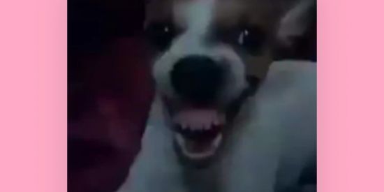 Imagem do grupo de WhatsApp Grupos dos anjos 👼