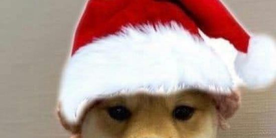 Imagem do grupo de WhatsApp Grupin dos cria