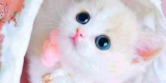 Imagem do grupo de WhatsApp As Aventuras das Rebeldes