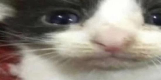 Imagem do grupo de WhatsApp Chocolistos pro max 5