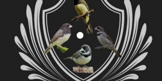 Imagem do grupo de WhatsApp Apaixonado por coleiro